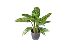 Aglaonema Maria, o Chinese Evergreen in vaso da Ø 12 cm