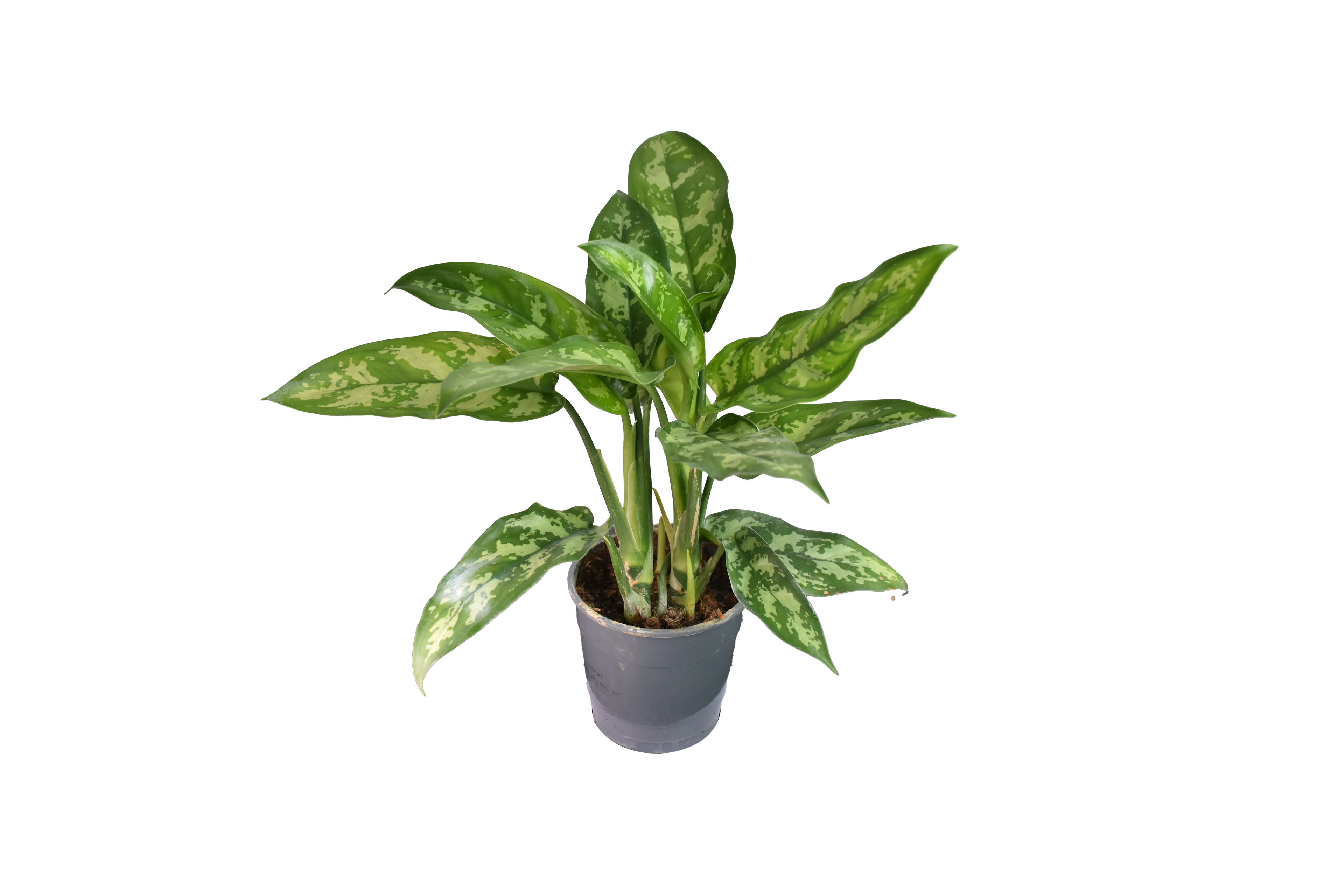 Aglaonema Maria, o Chinese Evergreen in vaso da Ø 12 cm