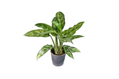 Aglaonema Maria, o Chinese Evergreen in vaso da Ø 12 cm