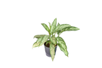 Aglaonema Silver Queen Ø 12 cm