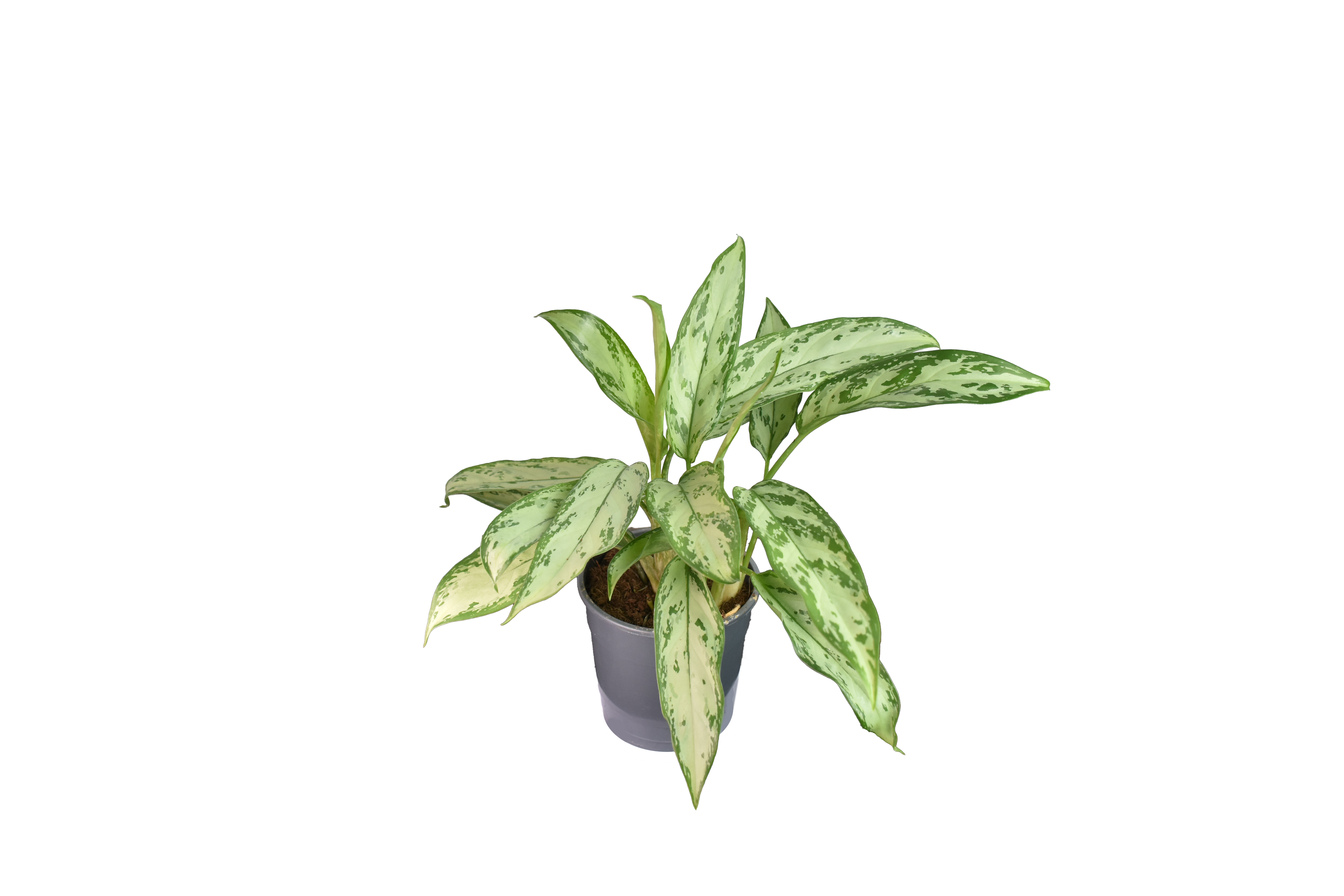 Aglaonema Silver Queen Ø 12 cm