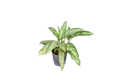 Aglaonema Silver Queen Ø 12 cm