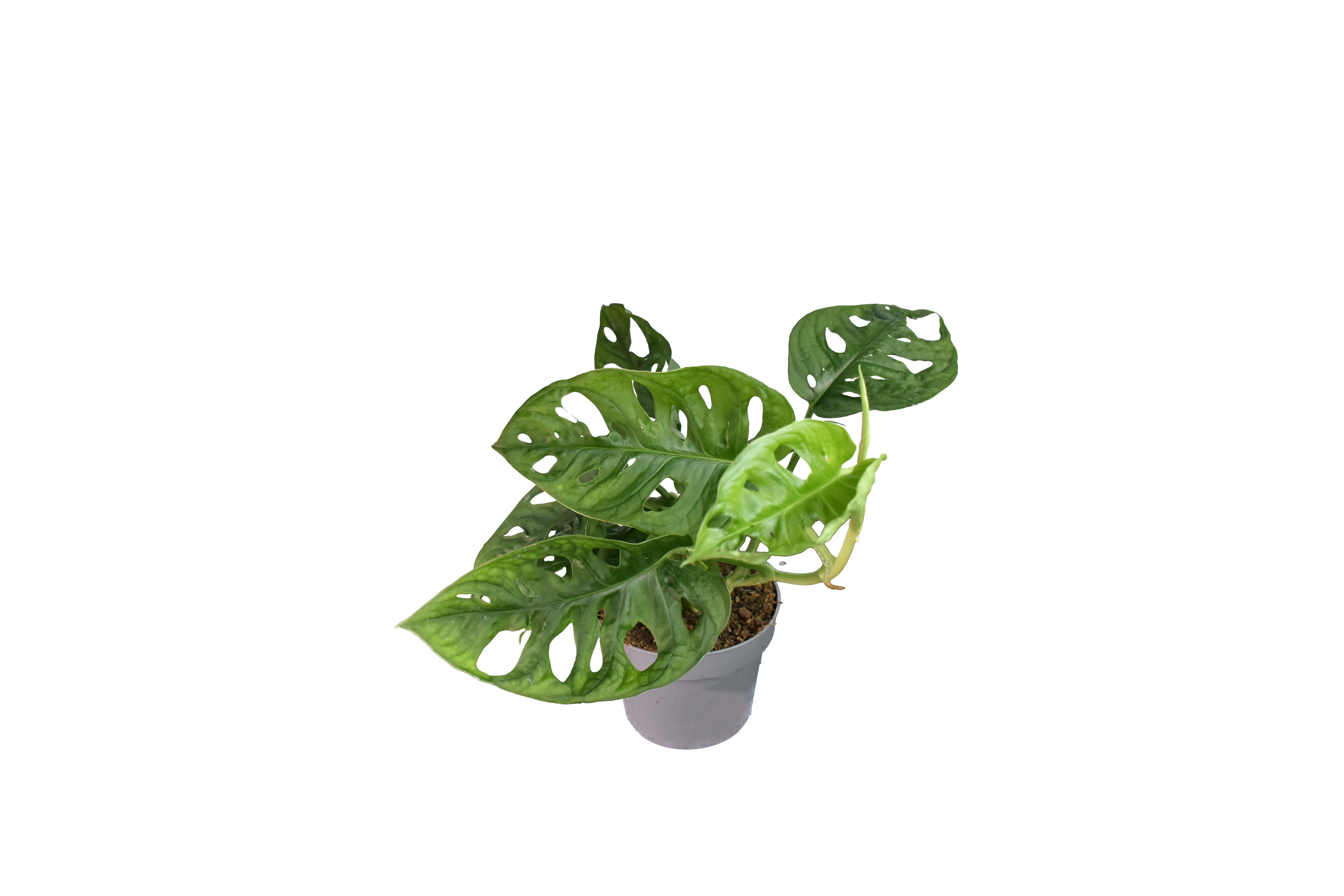 Monstera Adansonii, o Monkey Mask - Vaso da Ø12 cm