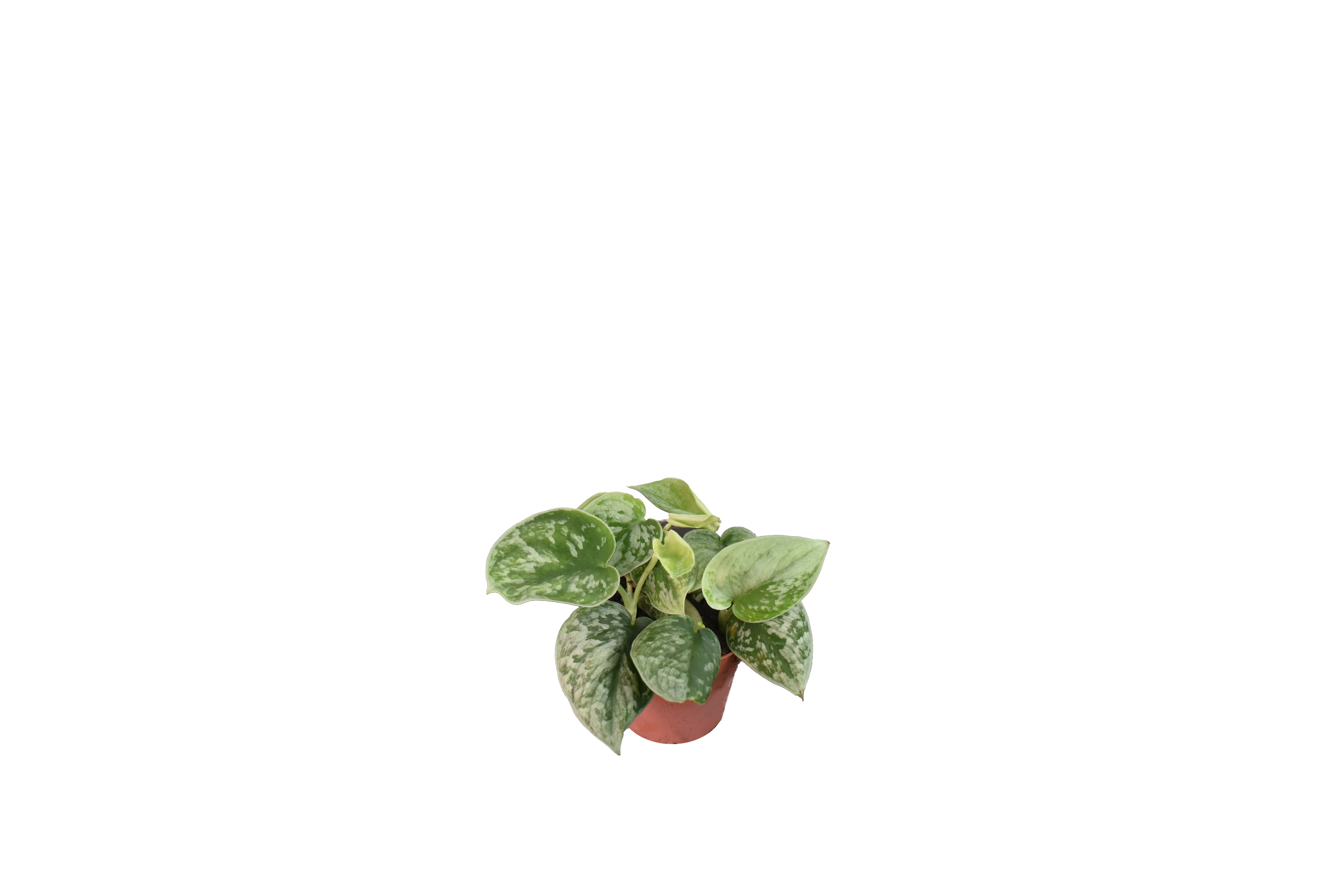 Scindapsus Pictus, o Satin Pothos - Vaso da Ø12 cm