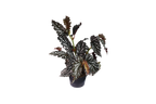 Begonia Maculata Ø 12 cm