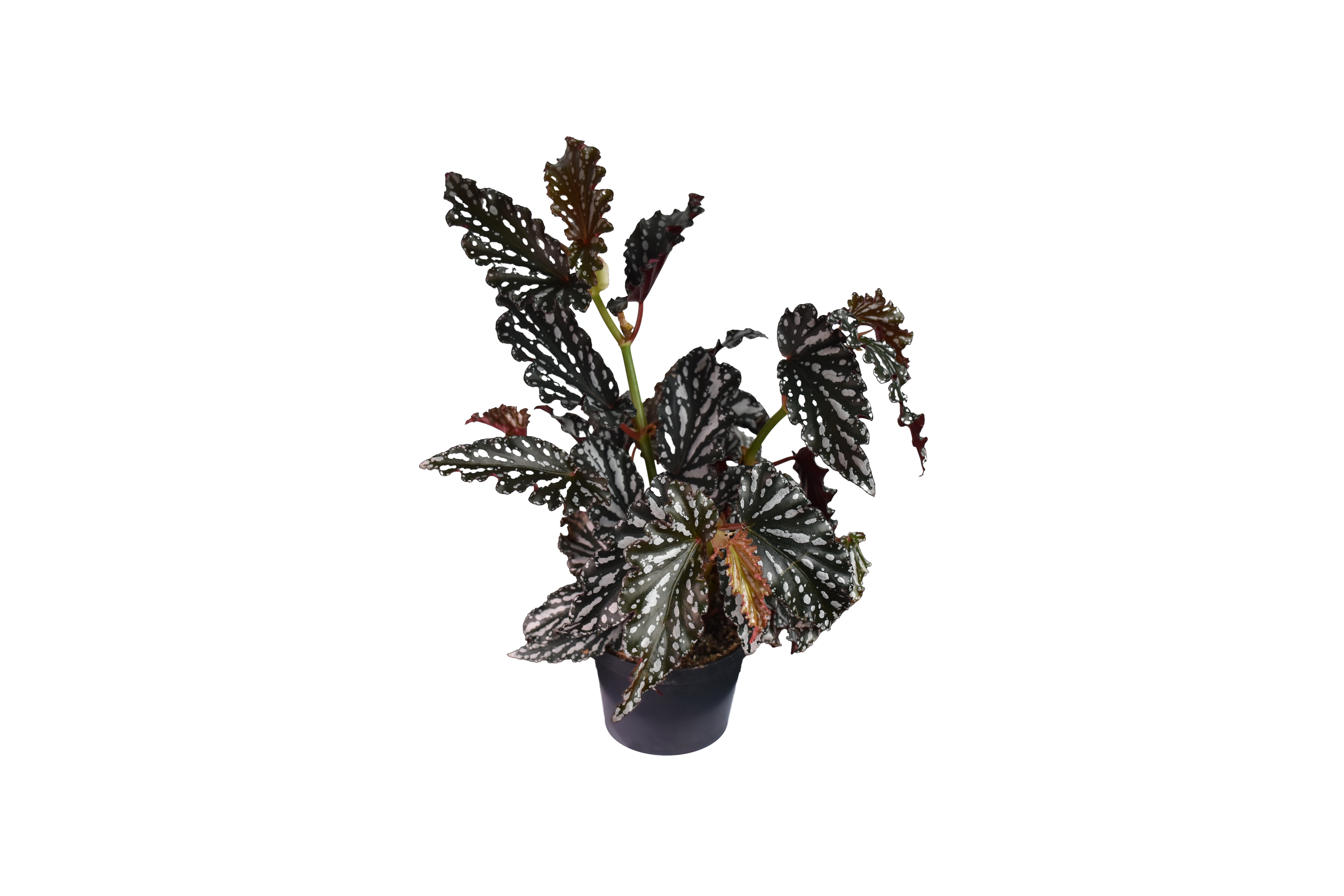 Begonia Maculata Ø 12 cm