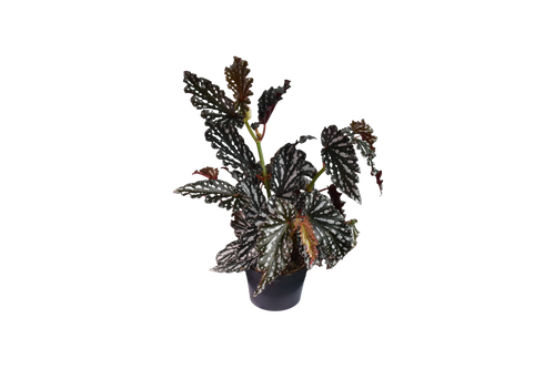 Begonia Maculata Ø 12 cm