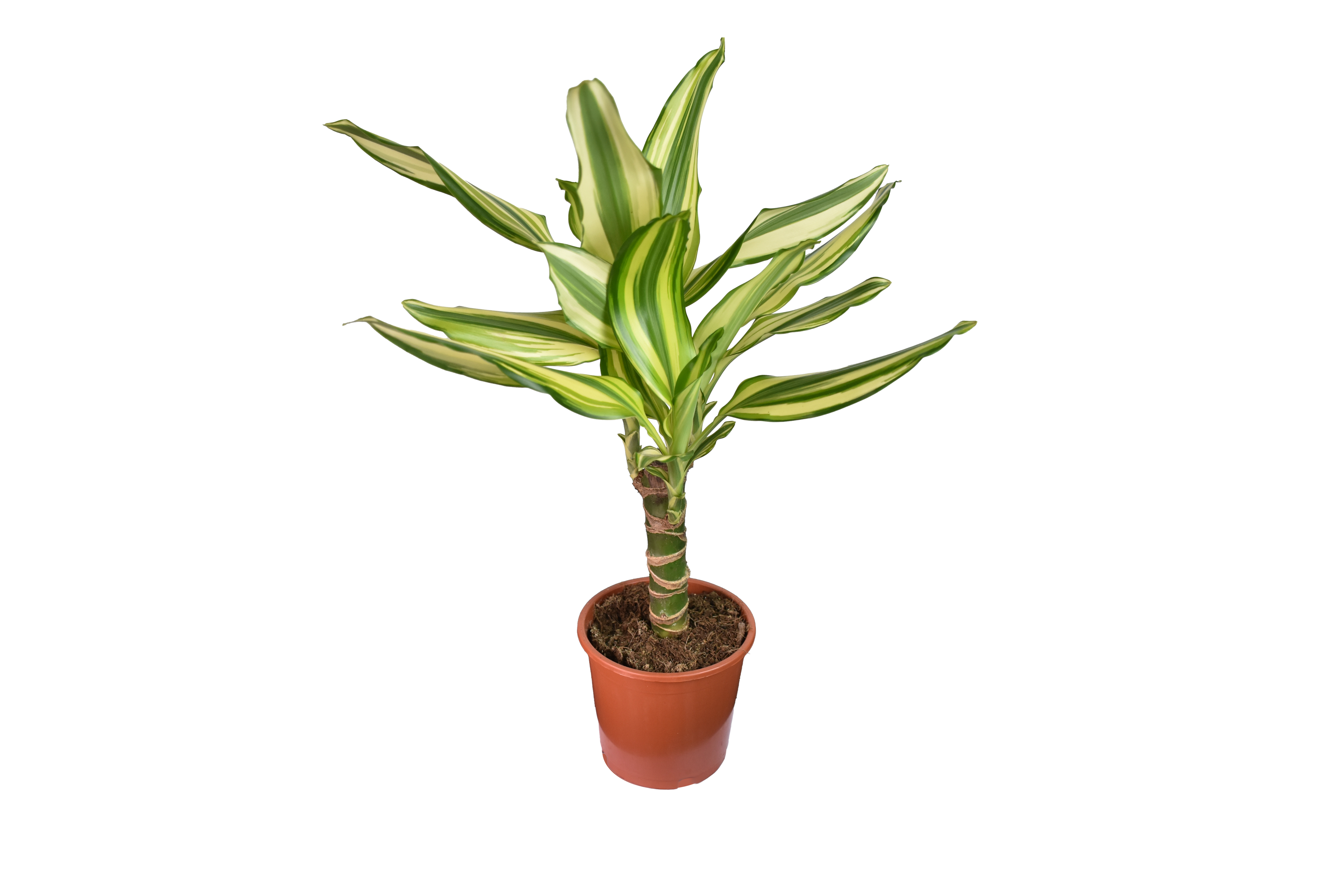 Dracaena Fragrans Yellow Coast Ø 12 cm