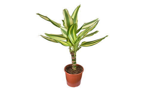 Dracaena Fragrans Yellow Coast Ø 12 cm