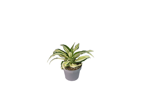 Dracaena Fragrans Malaika, o Tronchetto della felicità Ø12 cm