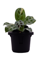 Sphera Mini - Purificatore d'aria Naturale