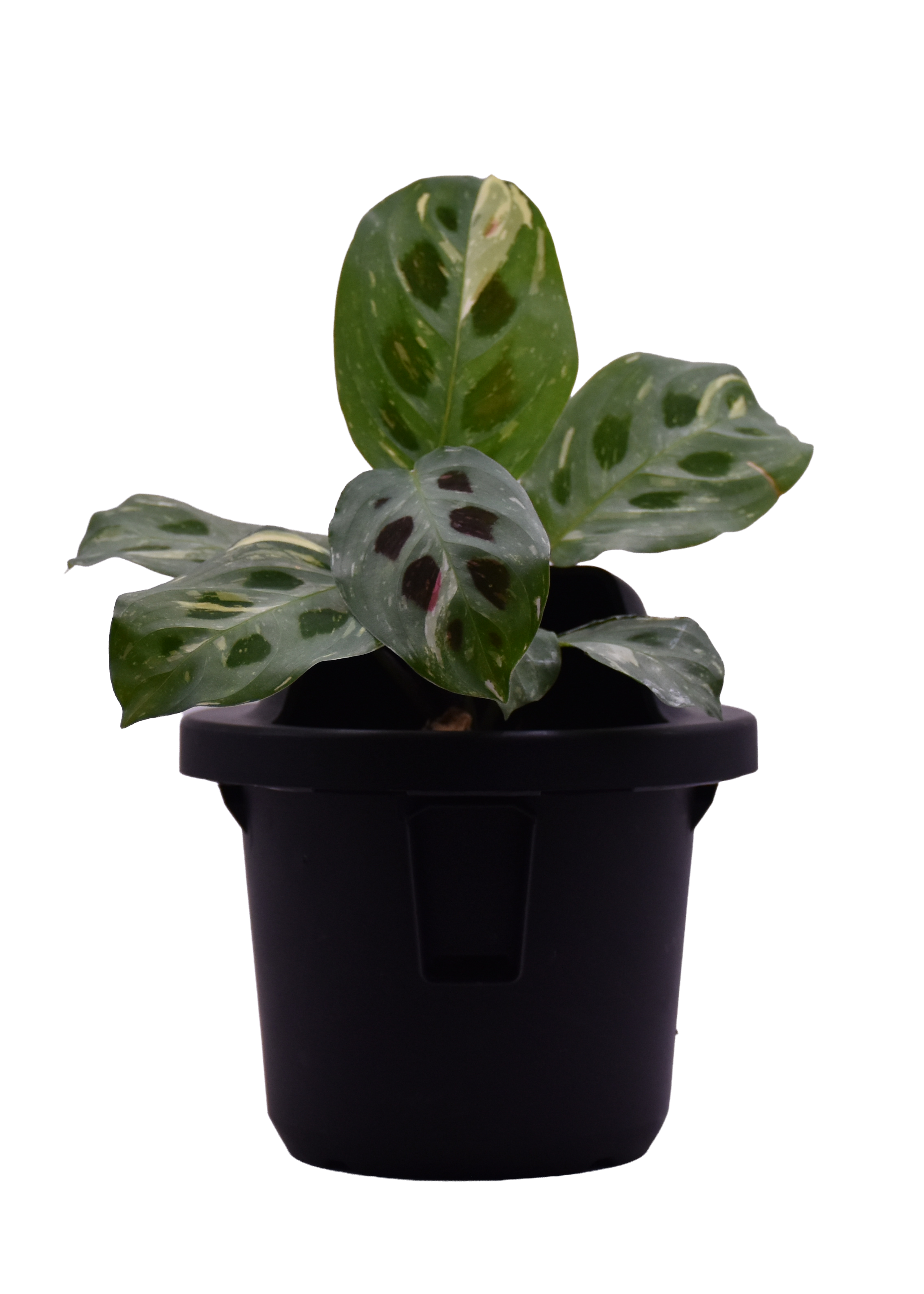 Sphera Mini - Purificatore d'aria Naturale