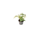 Pothos White Marble Queen - Vaso da Ø12 cm