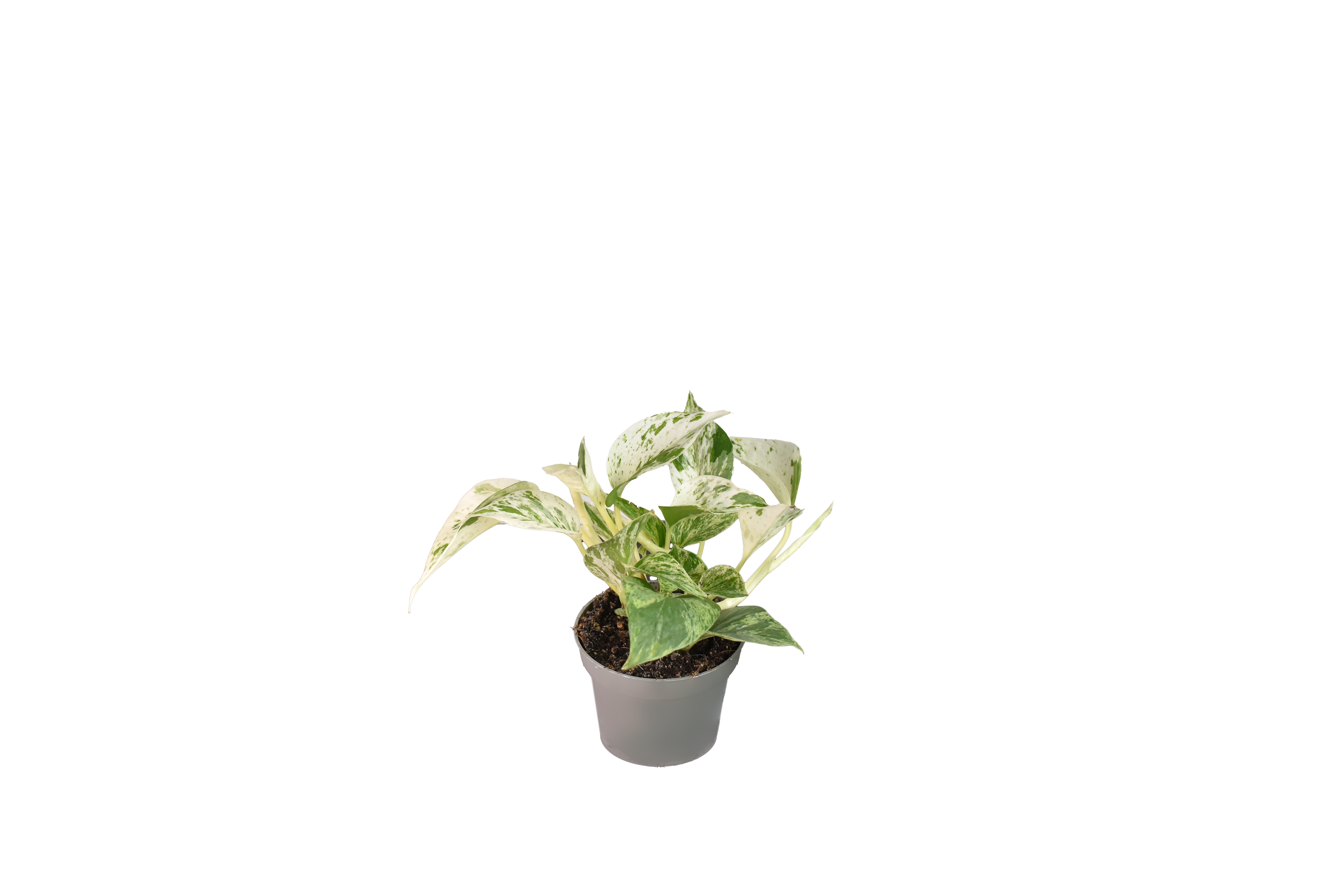 Pothos White Marble Queen - Vaso da Ø12 cm