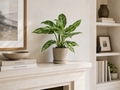 Aglaonema Maria, o Chinese Evergreen in vaso da Ø 12 cm