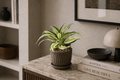 Dracaena Fragrans Malaika, o Tronchetto della felicità Ø12 cm