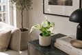 Pothos White Marble Queen - Vaso da Ø12 cm