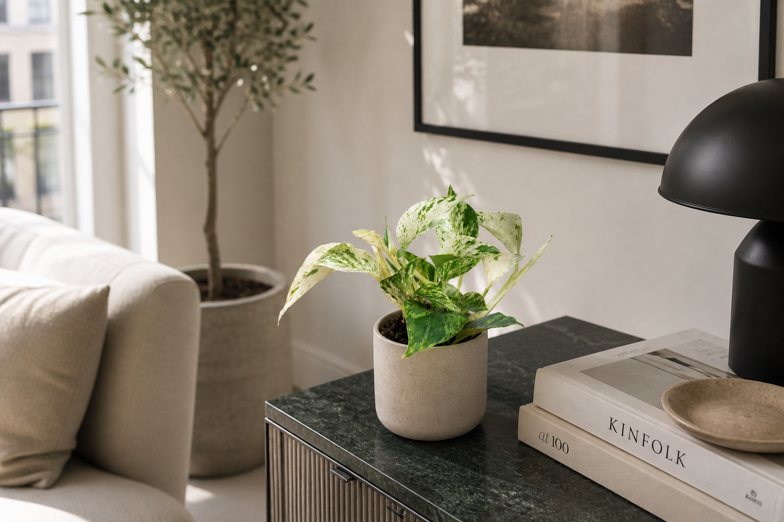 Pothos White Marble Queen - Vaso da Ø12 cm