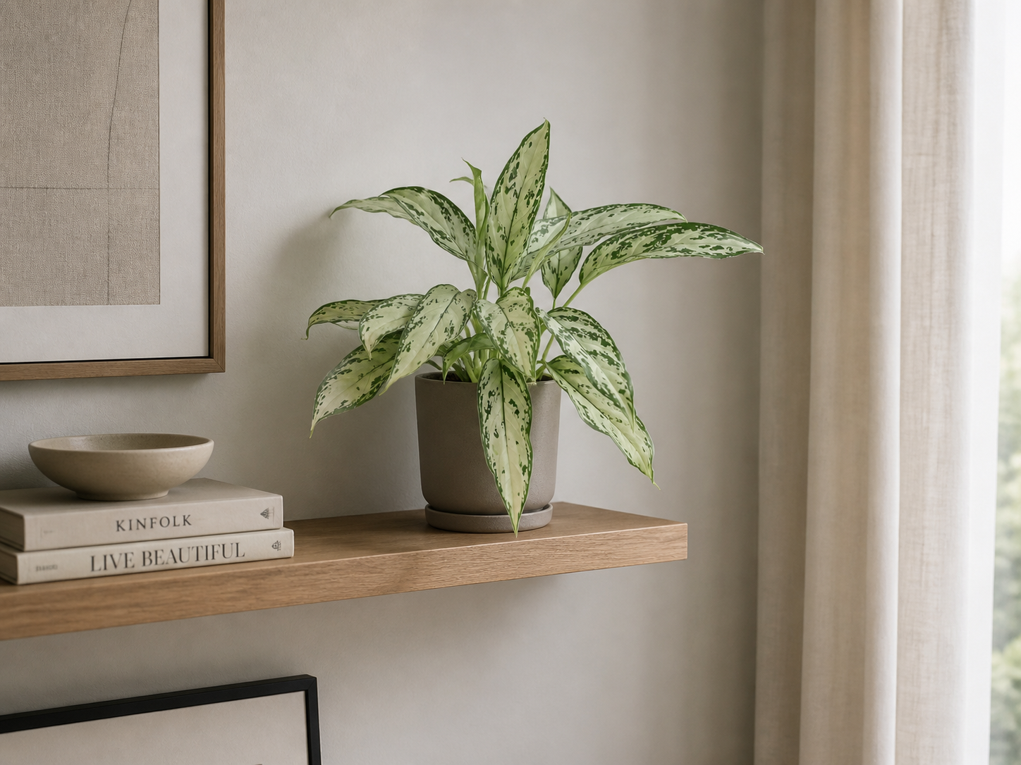 Aglaonema Silver Queen Ø 12 cm